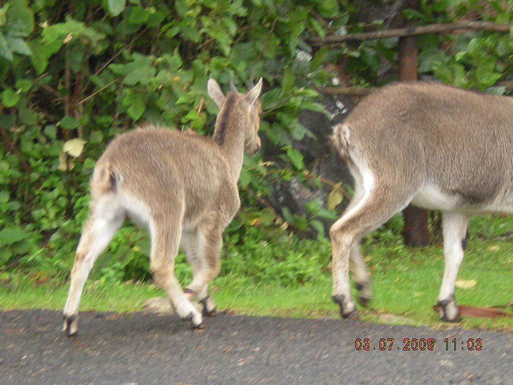 Eravikulam National Park (15 km from Munnar)