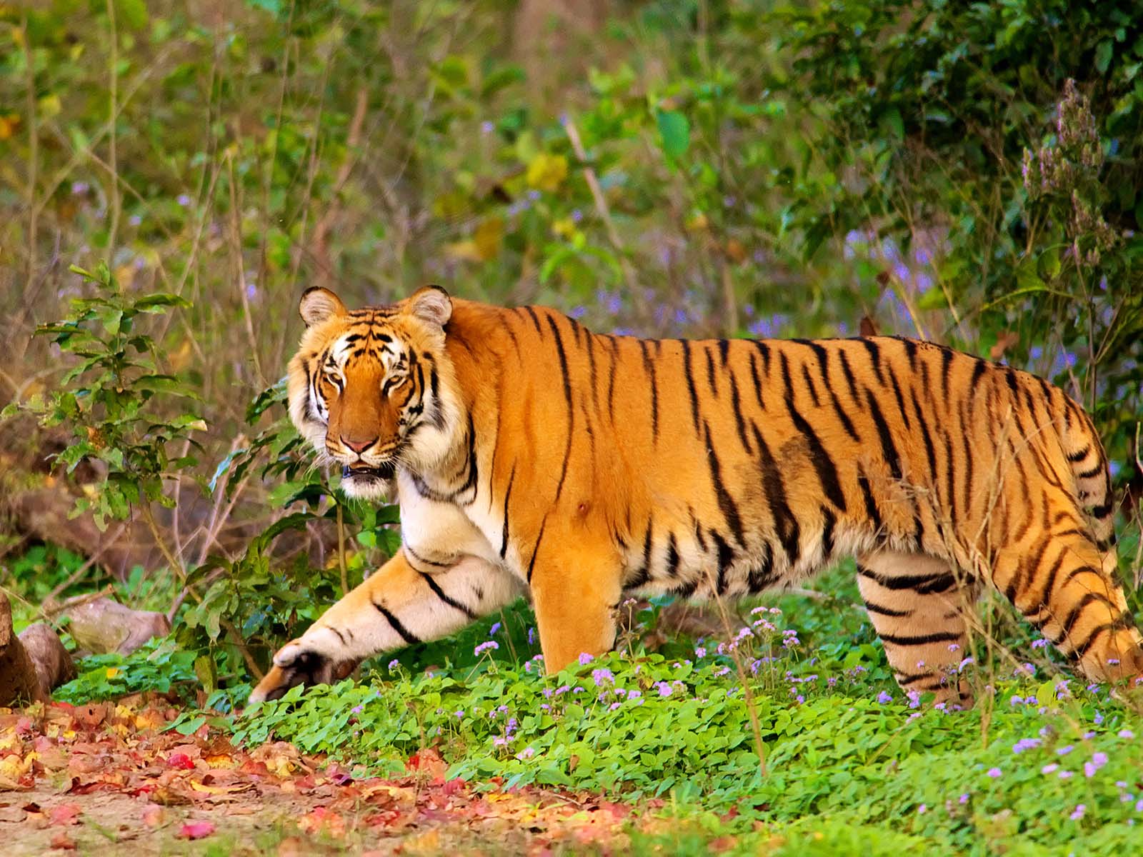 Jim Corbett National Park