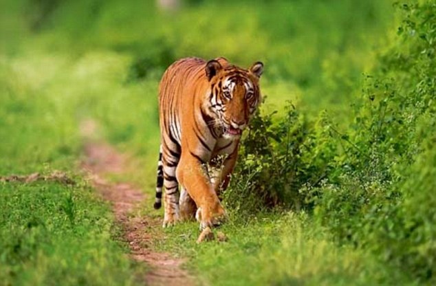 Bandipur National Park